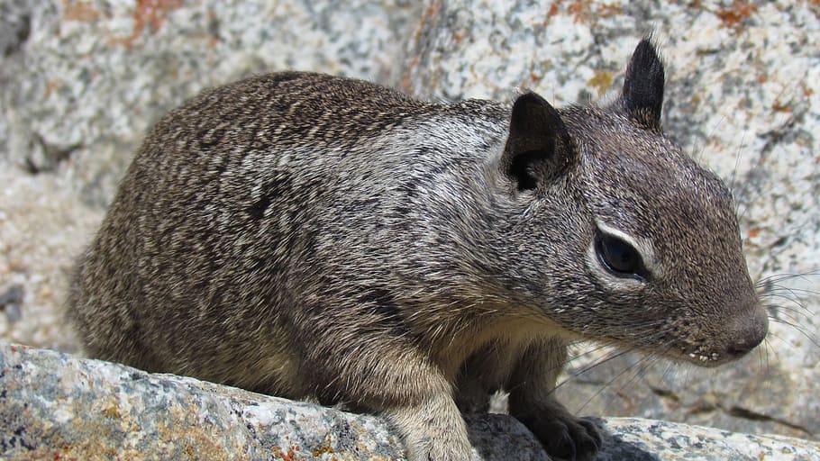 Cute, Squirrel, Animal, looking, wildlife, zoology, mammal HD wallpaper