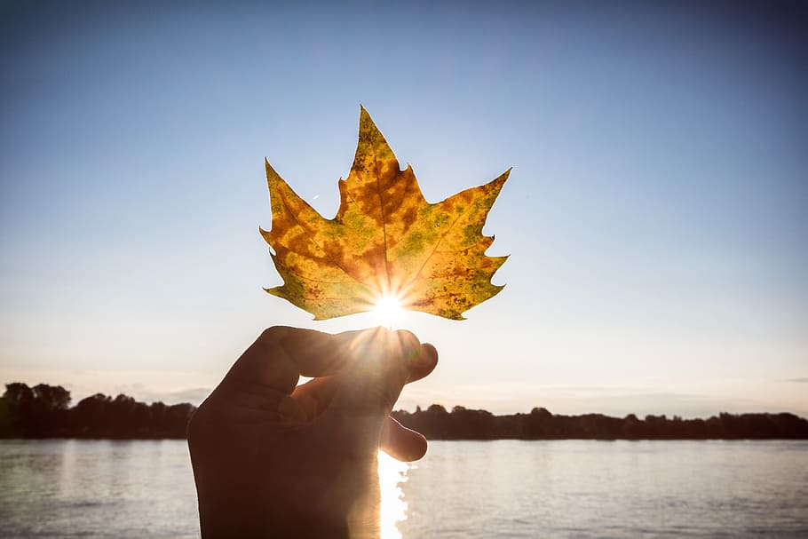 brown maple leaf, autumn, sun, back light, golden autumn, fall foliage HD wallpaper