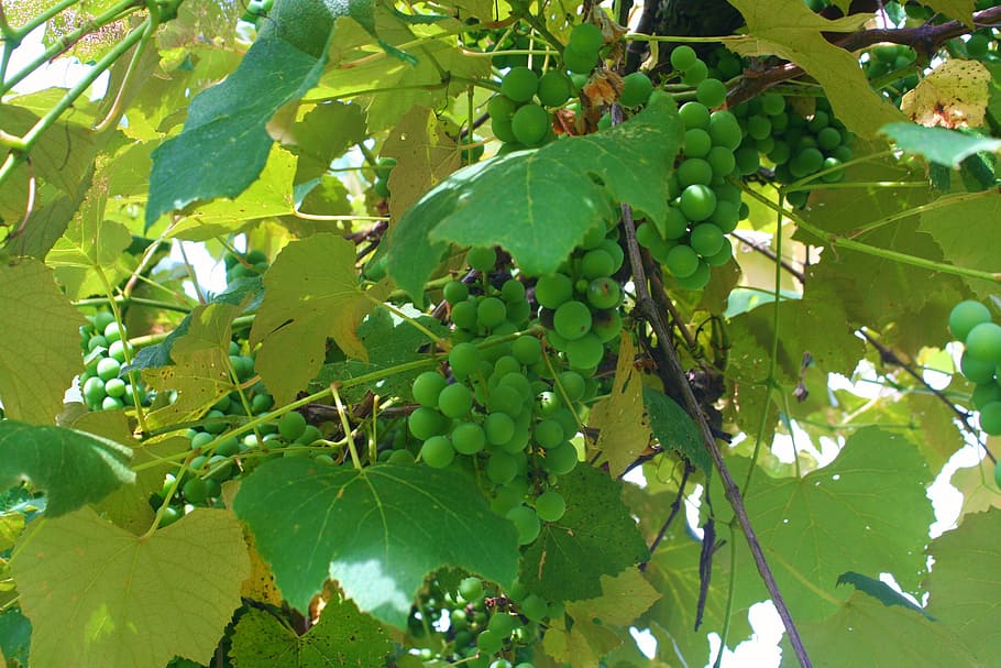 grapes, grapevine, green, food, bunch, nature, fruit, healthy eating HD wallpaper