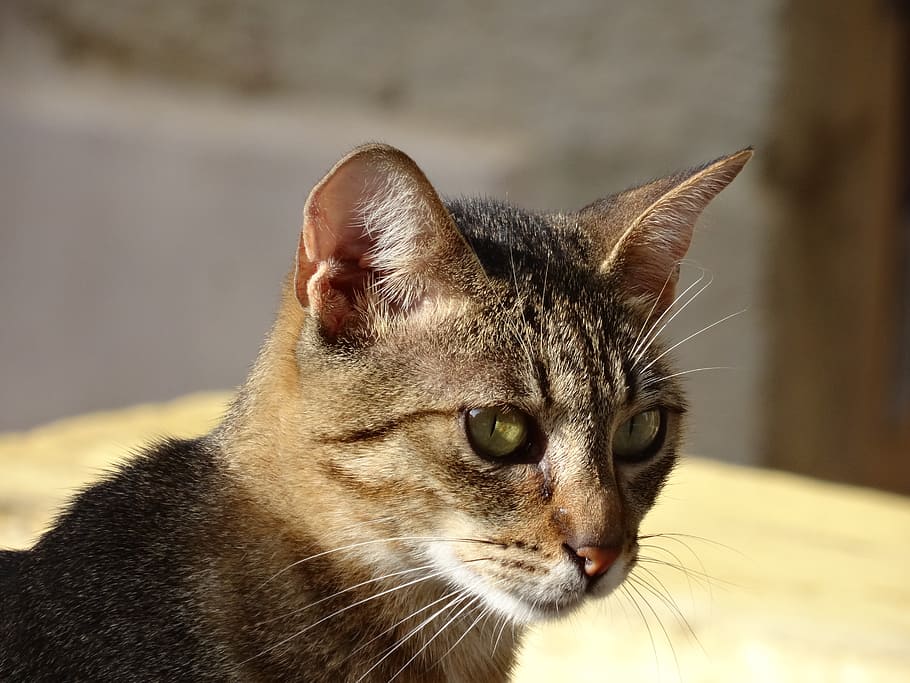 cat, mackerel, sunlight, relaxed, tiger cat, nature, pet, mieze HD wallpaper