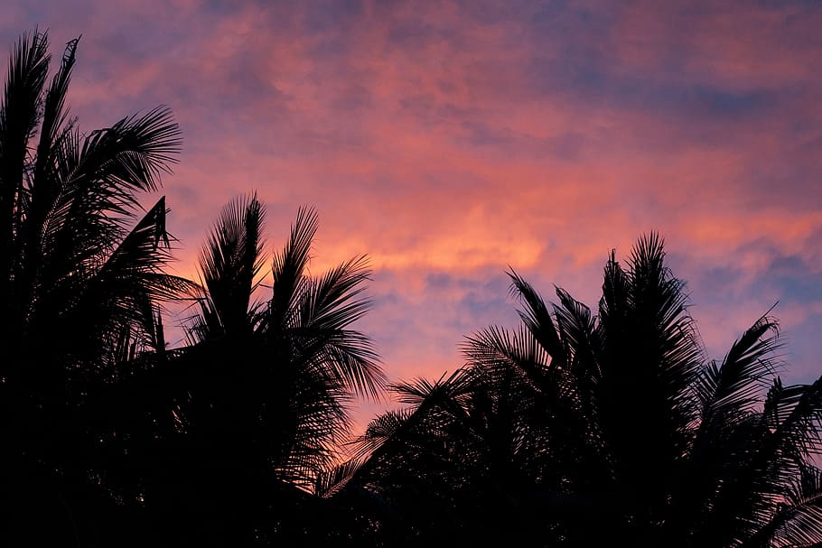 silhouette of trees under cloudy sky, silhouette photography of palm tree HD wallpaper