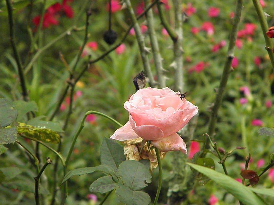 flower, spring, bee, nature, red, rose - Flower, petal, plant HD wallpaper