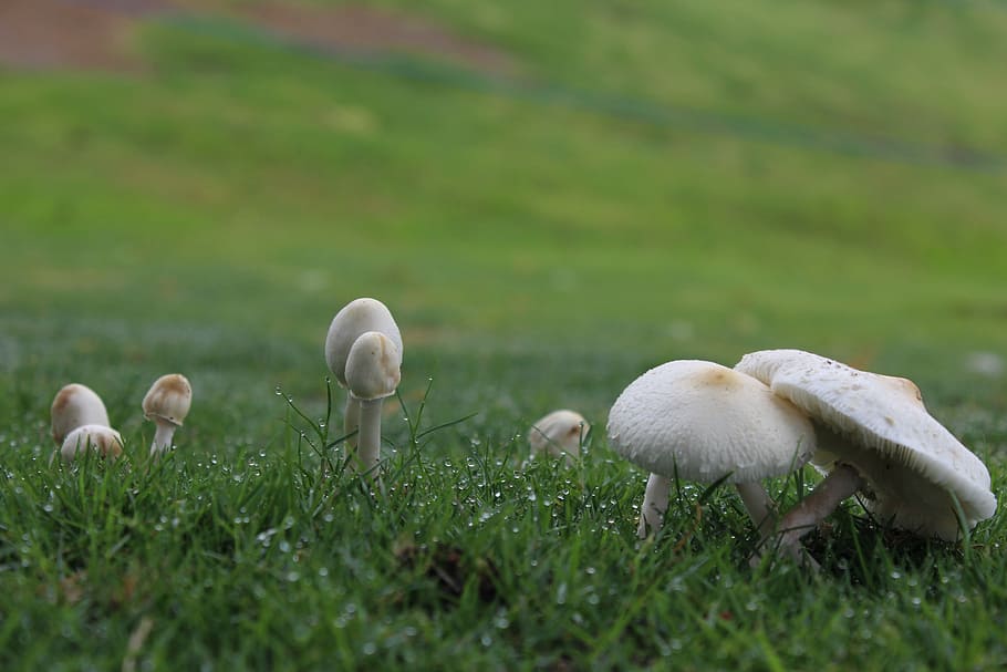 selective focus photography of mushrooms on grass field, dew HD wallpaper