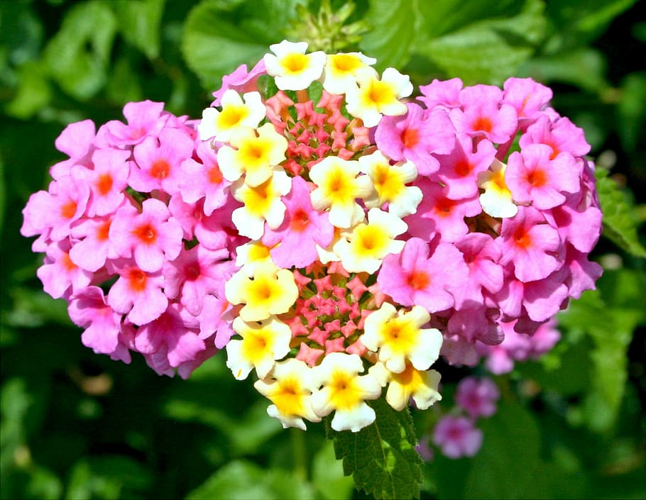 Lantana Camara, Flowers, Pink, Yellow, flora, floral, bloom, HD wallpaper
