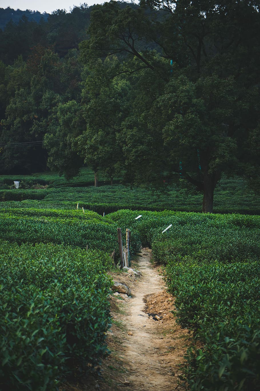 brown pathway, track, green, field, bush, plant, growth, tree HD wallpaper