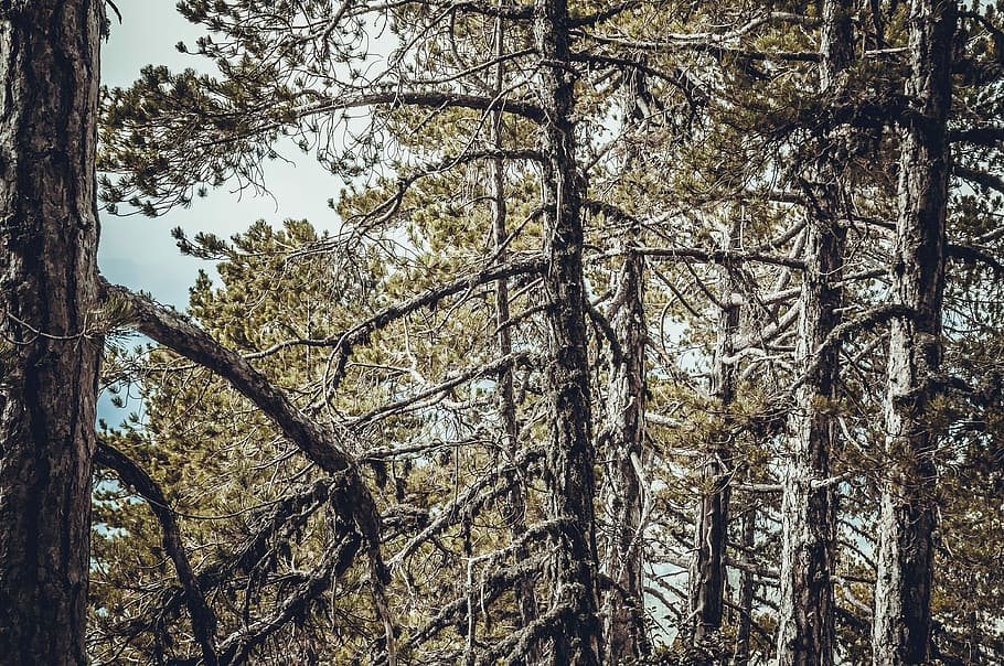 Pine, Forest, Tree, Travel, View, terrain, mountain, outdoor HD wallpaper