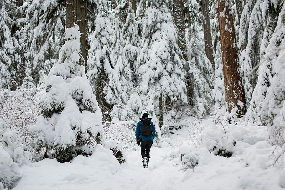 person walking on snow surrounded by trees, photo of person walking on snow between trees HD wallpaper