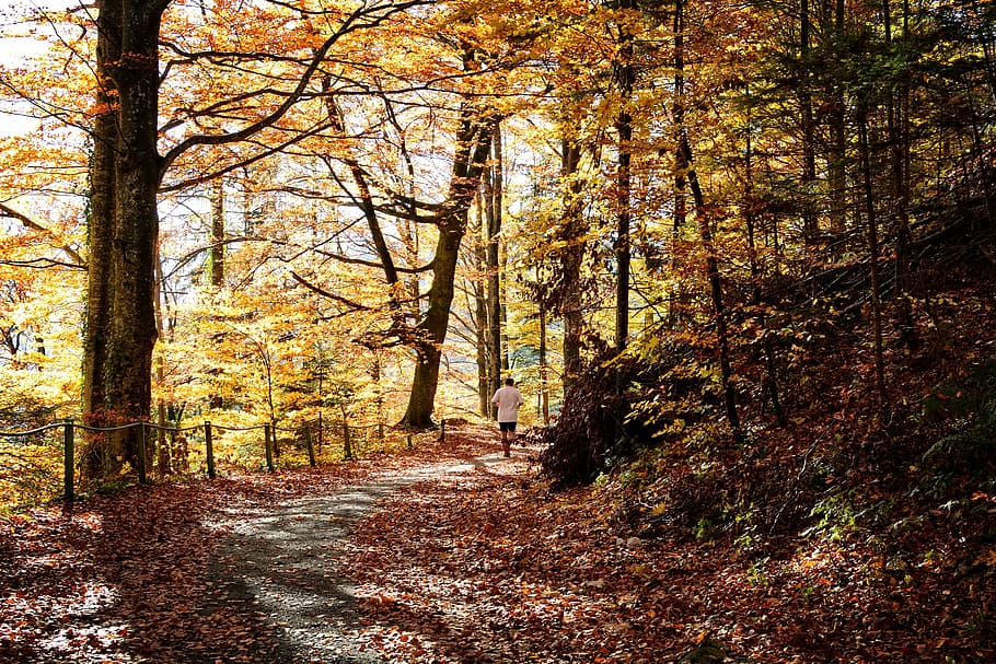 man walking along trees during daytime, autumn, away, forest HD wallpaper