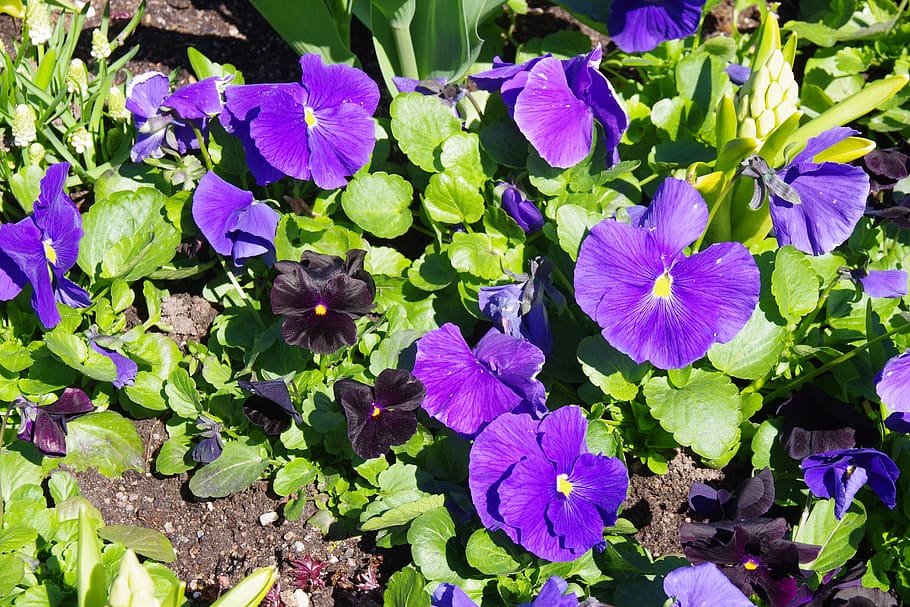 flower, plant, garden, nature, leaf, flowering plant, growth HD wallpaper