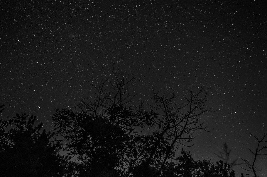 trees under starry night, silhouette photography of tree during daytime HD wallpaper