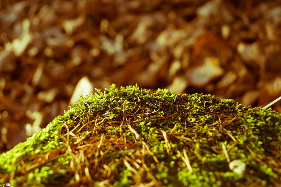 moss, forest, nature, macro, tree, plant, selective focus, close-up HD wallpaper