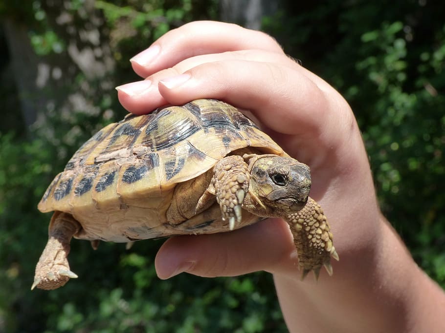 turtle, child hand, breeding, mediterranean tortoise, protected species, HD wallpaper