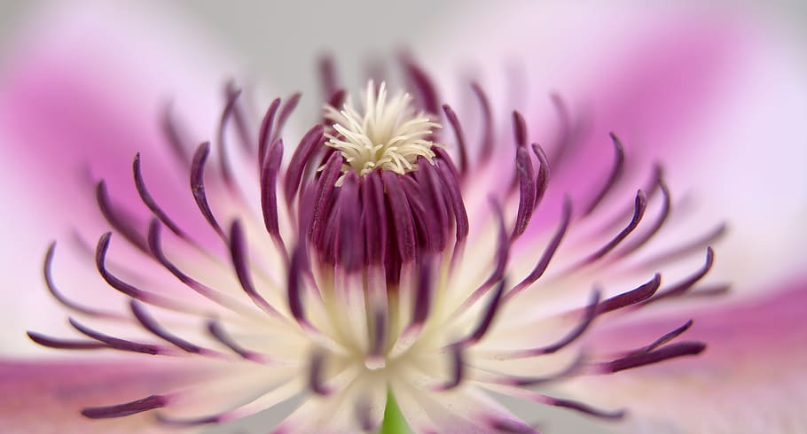 purple flower pollen selective focus photography, clematis HD wallpaper