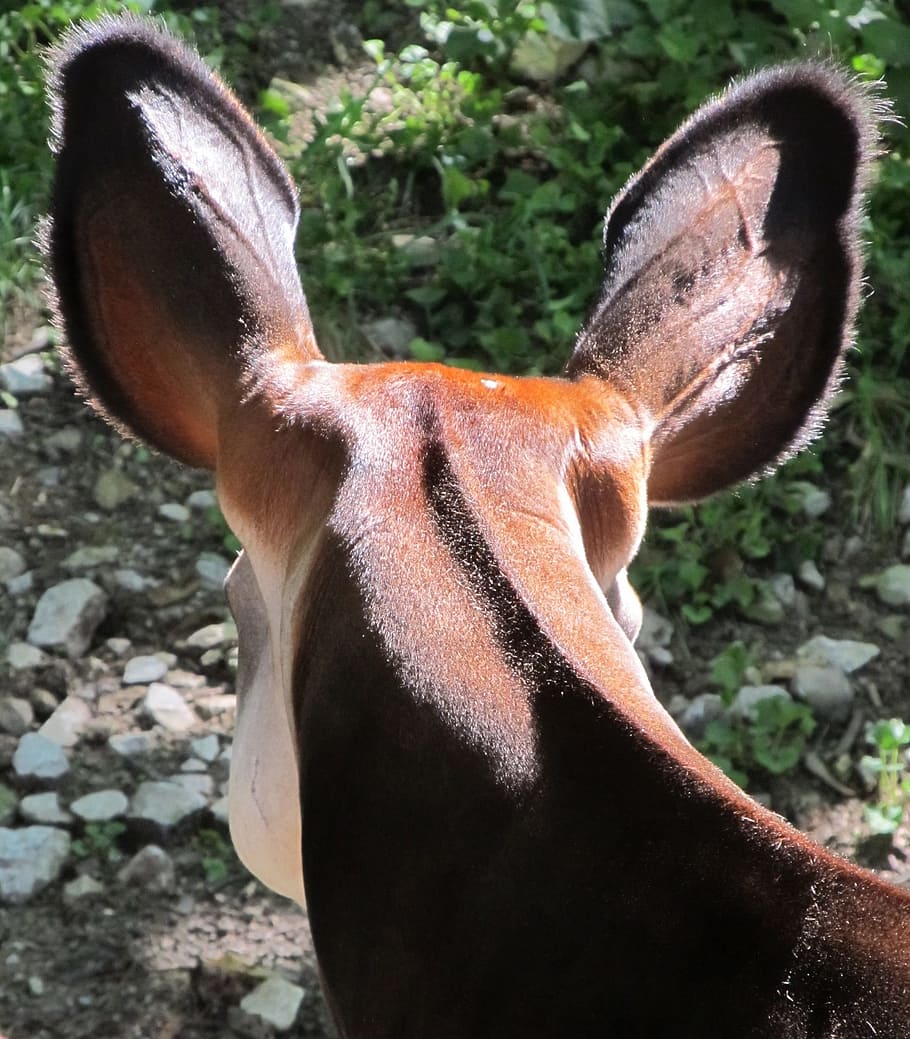 okapi, ears, head, neck, animal, zoo, mammal, looking, giraffid artiodactyl HD wallpaper