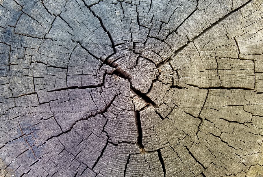 gray cracked wood, structure, pattern, rau, dry, wooden disc HD wallpaper