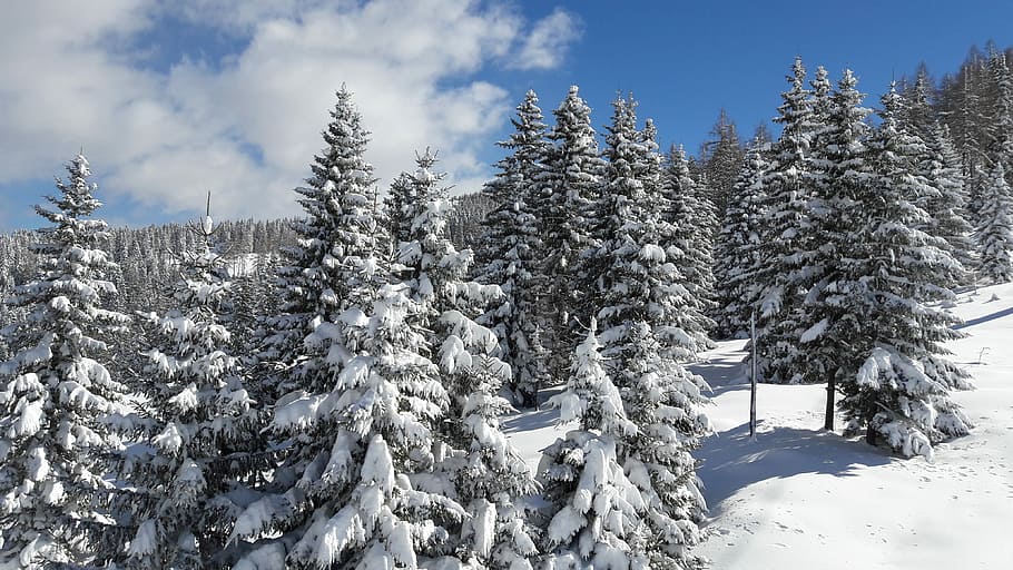 Winter, Snow, Wintry, cold temperature, no people, nature, day HD wallpaper
