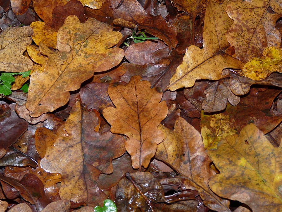 leaves, autumn, fall, nature, red, yellow, season, orange, leaf HD wallpaper