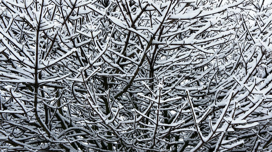 winter, snow, snow on branches, tree branches, art, decorative HD wallpaper