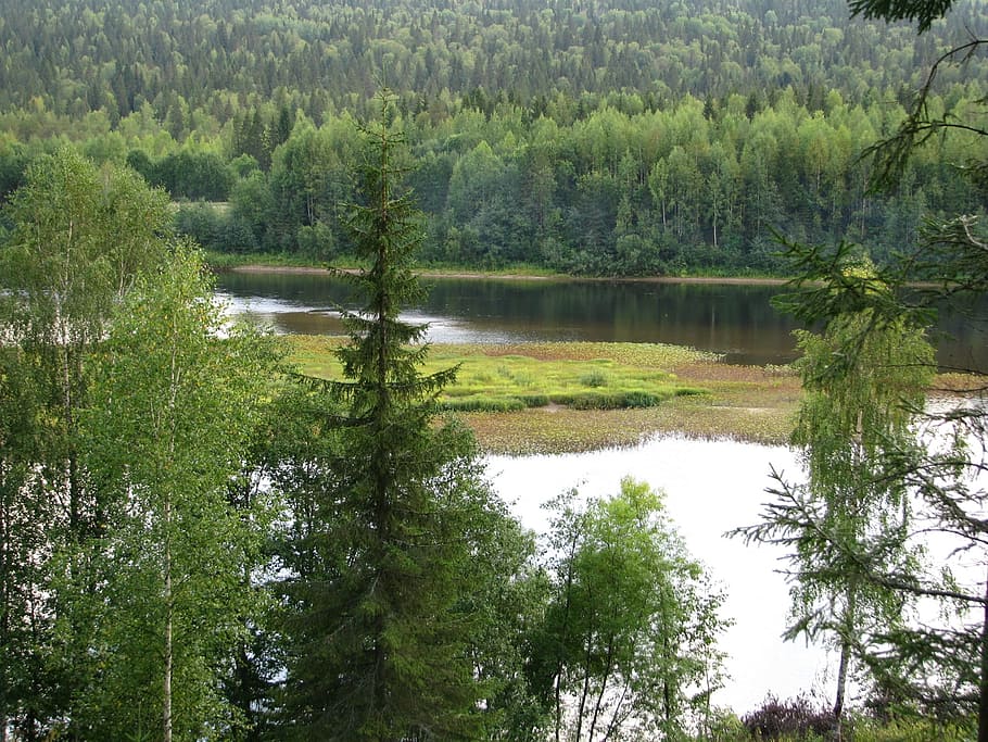 river, beach, river bank, nature, sky, greens, stroll, trees, HD wallpaper