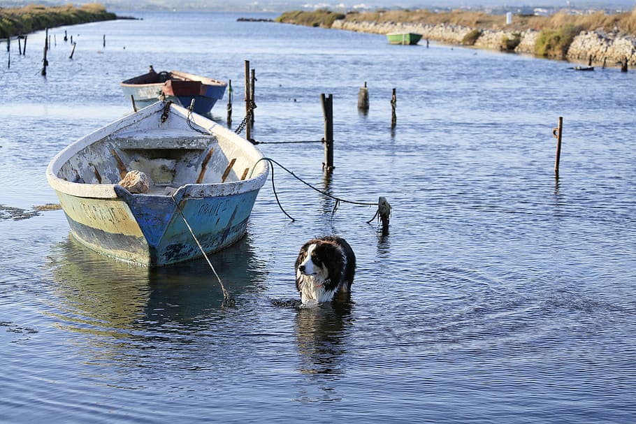 boat, water, pond, solitude, fishermen, dog, bathing, animal themes