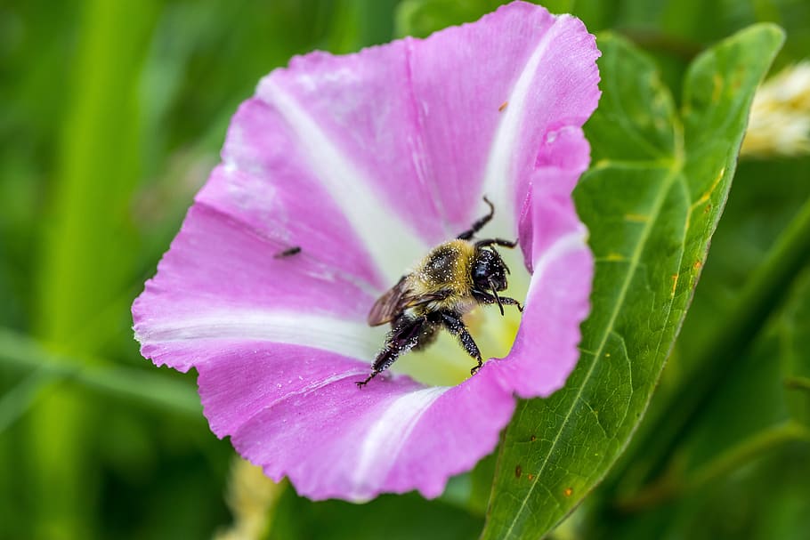 bindweed, flower, bee, flowering plant, insect, petal, one animal HD wallpaper