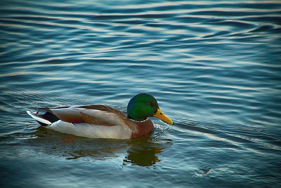 duck, water, pond, bird, animal themes, animals in the wild HD wallpaper