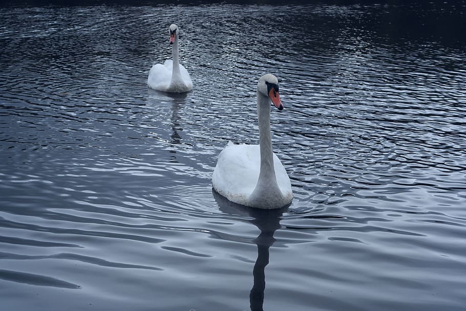 swans, direct view, bird, water, purity, brightness, lake, animal themes HD wallpaper