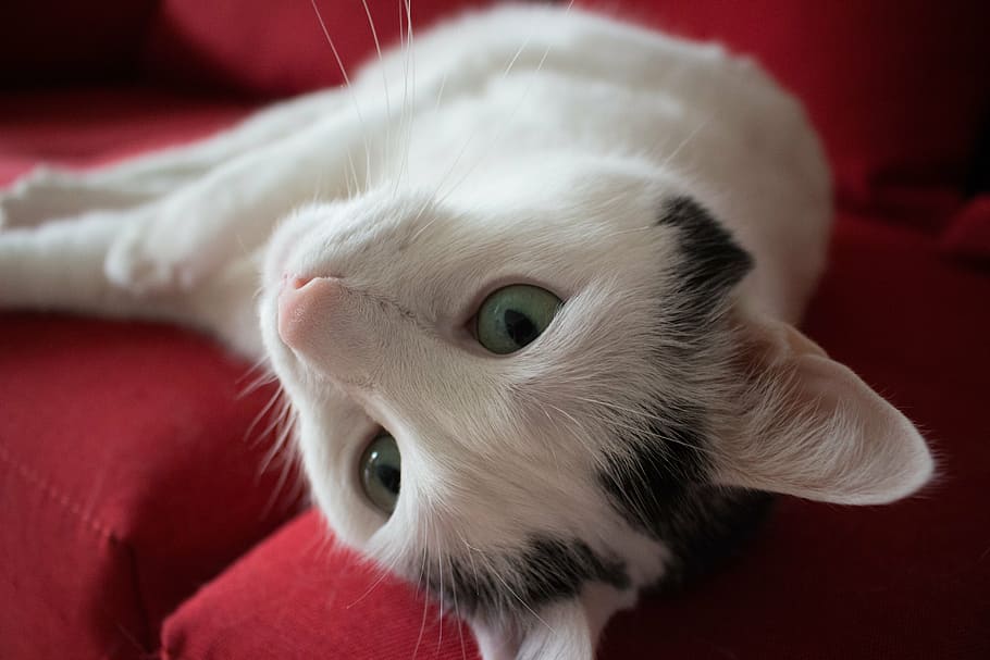 cat, pet, animals, couch, sleep, pets, cute, domestic Cat, domestic Animals HD wallpaper