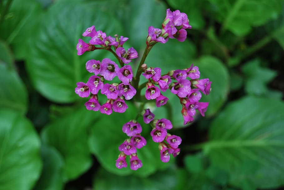 Flower, Paradise, Leaf, Grass, Nature, forest, spring, plant HD wallpaper