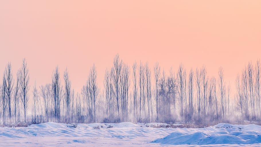 snowfield with dried trees, withered trees covered with snow HD wallpaper