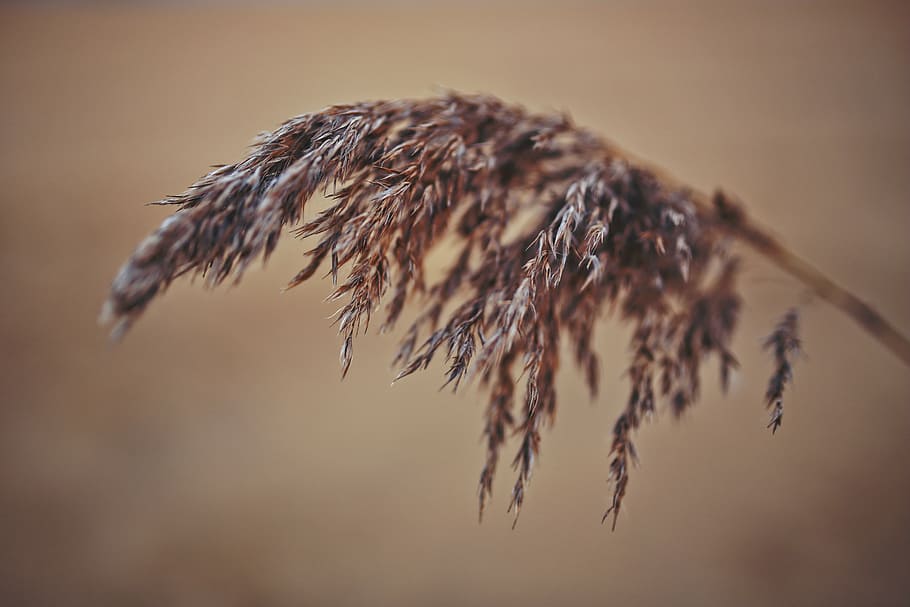 reed, macro, phragmites, nature, natural, close-up, focus on foreground HD wallpaper