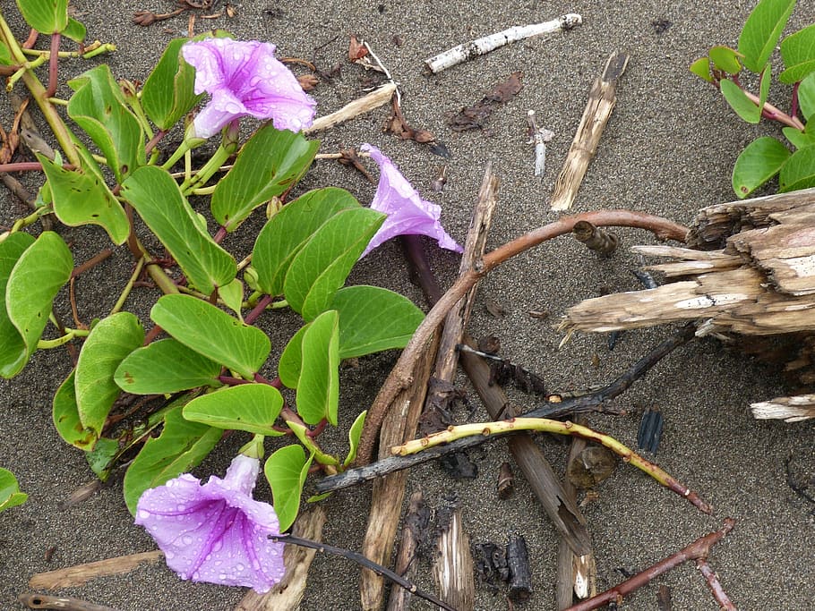 Beach, Sand, Pacific, Flower, Winds, bindweed, climber, entwine HD wallpaper