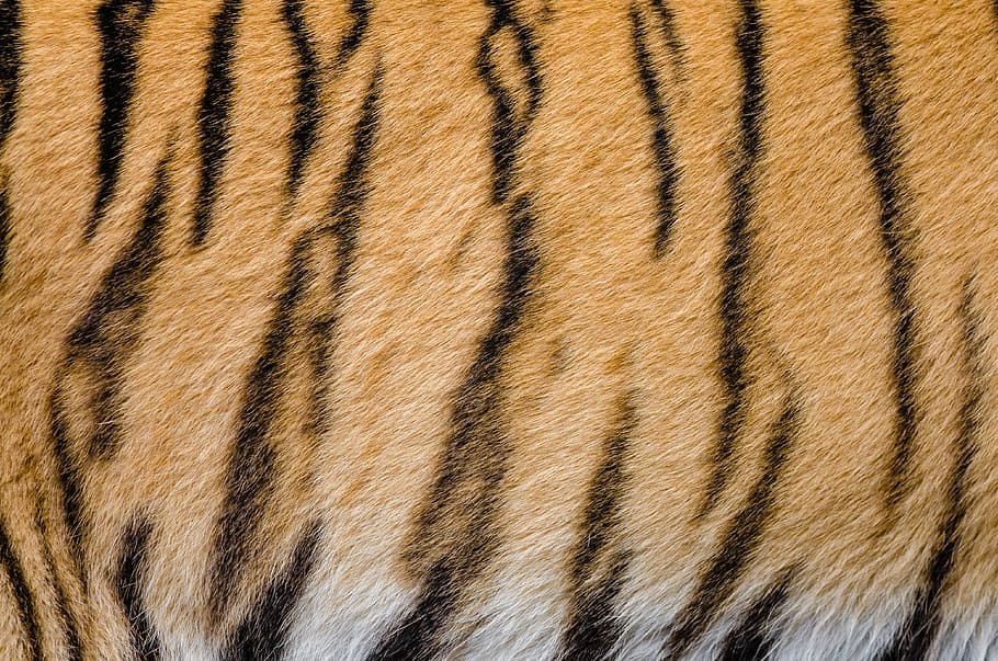 Tiger Stripes pattern and fur, photos, public domain, texture