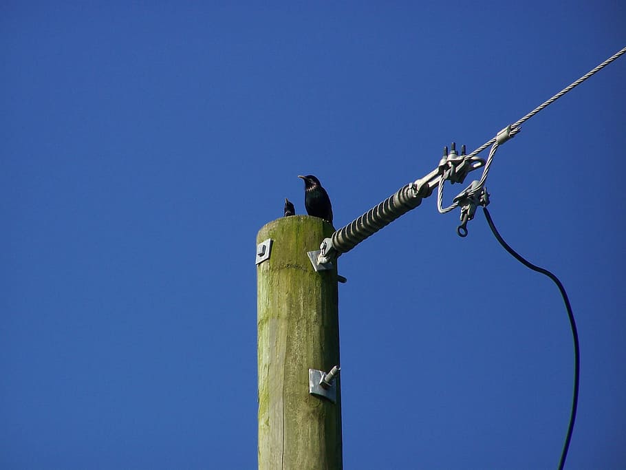 bird, wire, pole, sky, nature, wildlife, outdoor, natural, cable HD wallpaper