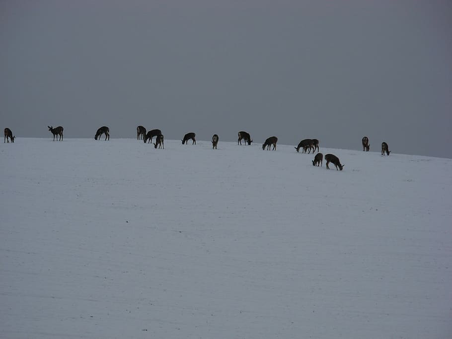 Deer, Snow, Winter, Hill, Animal, wildlife, zoology, mammal HD wallpaper
