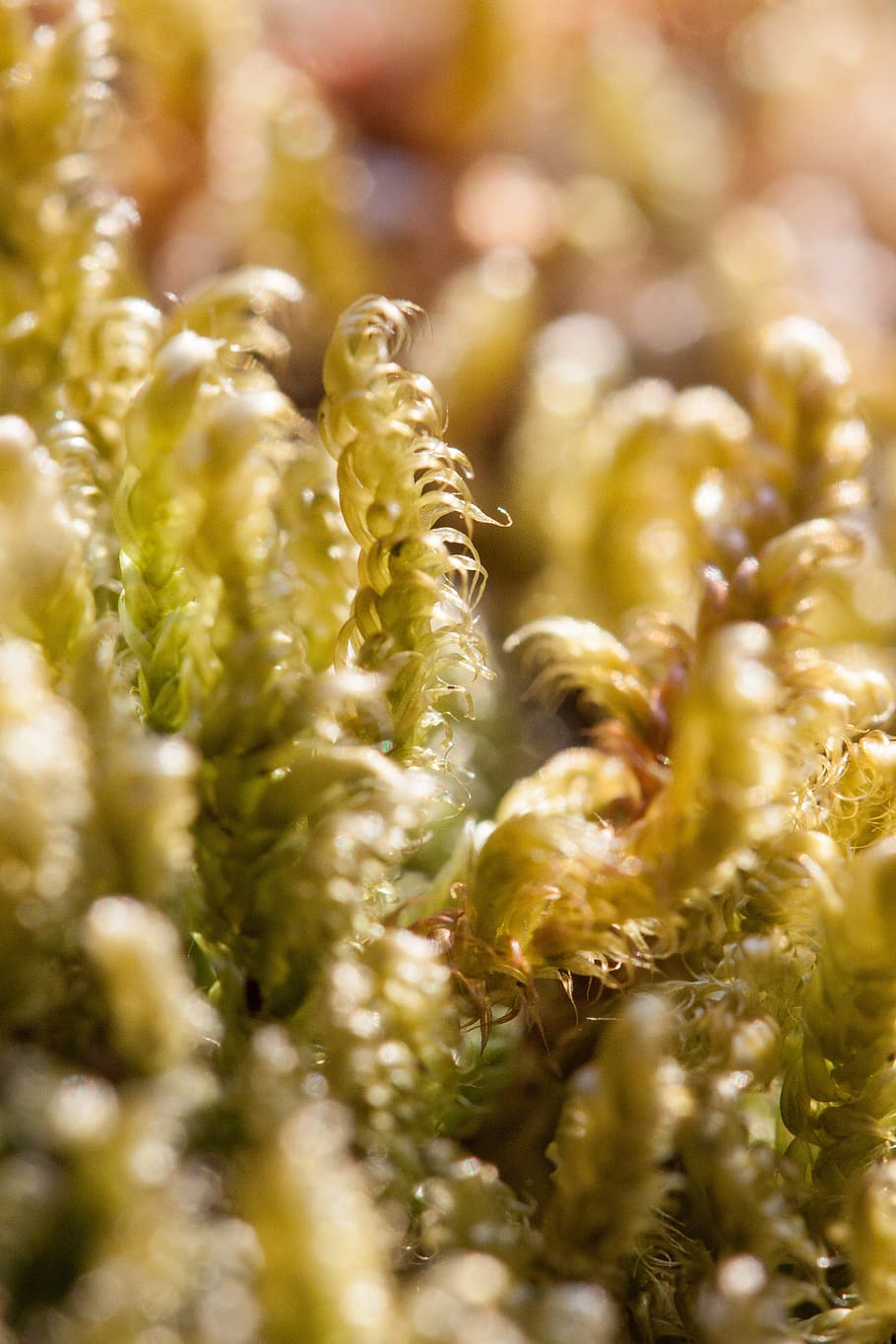 moss, macro, green, yellow green, nature, spring, flora, plant HD wallpaper