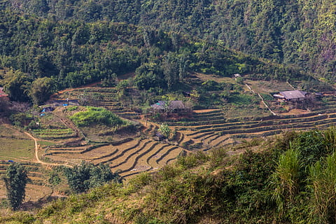 nature, landscape, tree, mountain, sky, sapa, vietnam, rice fields HD wallpaper