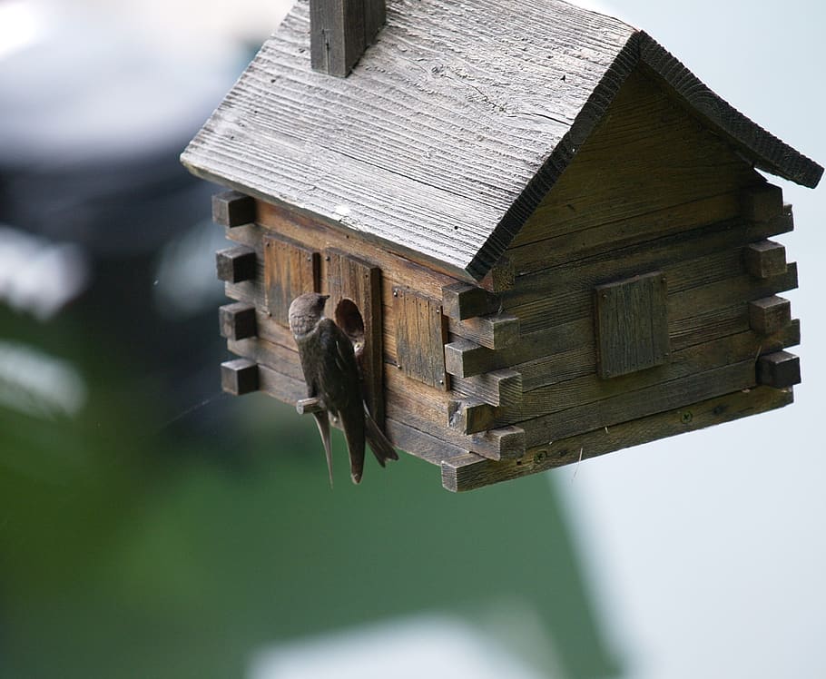swallow, birdhouse, spring, architecture, built structure, wood - material HD wallpaper
