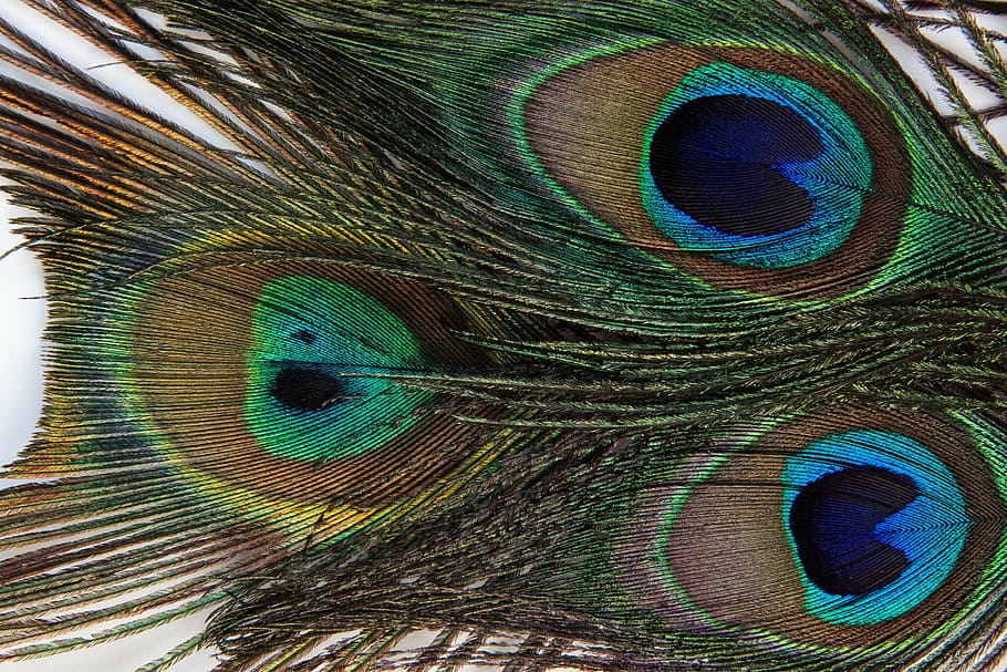 peacock tail, peacock feather, structure, fund, pavo cristatus HD wallpaper
