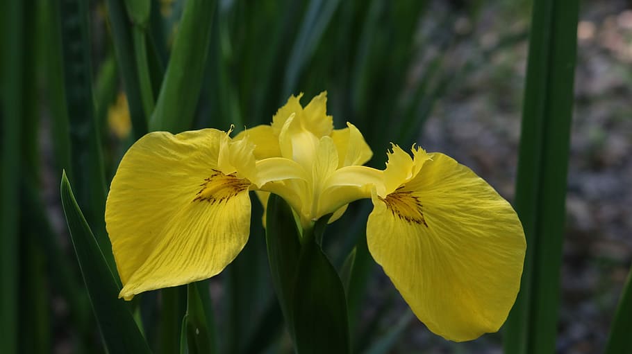 yellow iris chang cells, flowers, flowering plant, fragility HD wallpaper