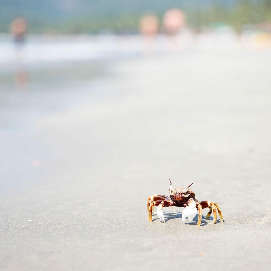 brown and gray crab on white sand, focust photo of red and white crab on gray sand HD wallpaper