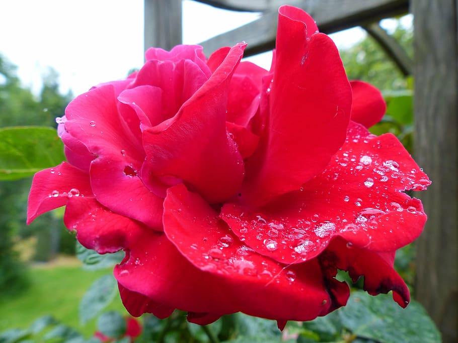 rose, red, moist, dew, drip, romantic, blossom, bloom, love HD wallpaper