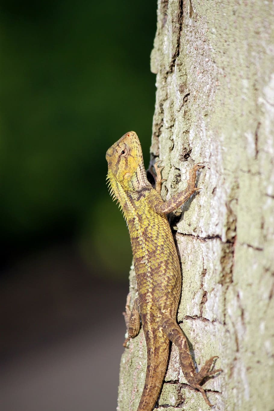 lizards, yellow, trees, bark, climbing, reptiles, wildlife HD wallpaper
