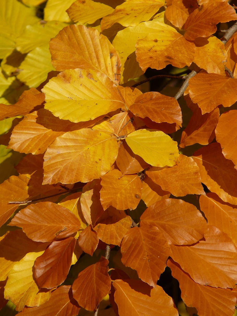 beech, fagus sylvatica, deciduous tree, golden autumn, golden october HD wallpaper