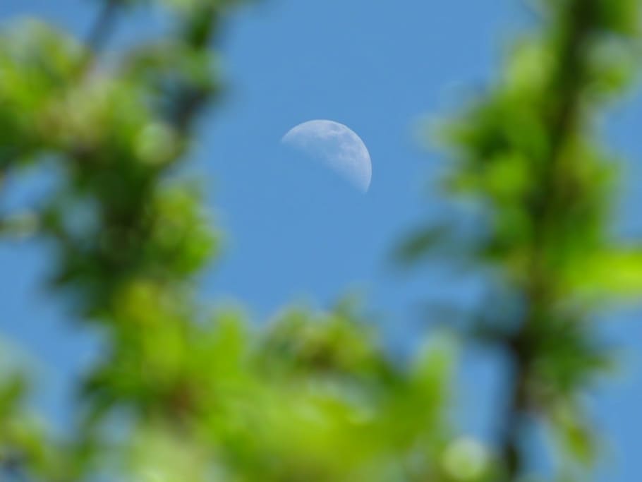 moon, half moon, sky, blue, green, fresh, sunny, spring, beauty in nature HD wallpaper
