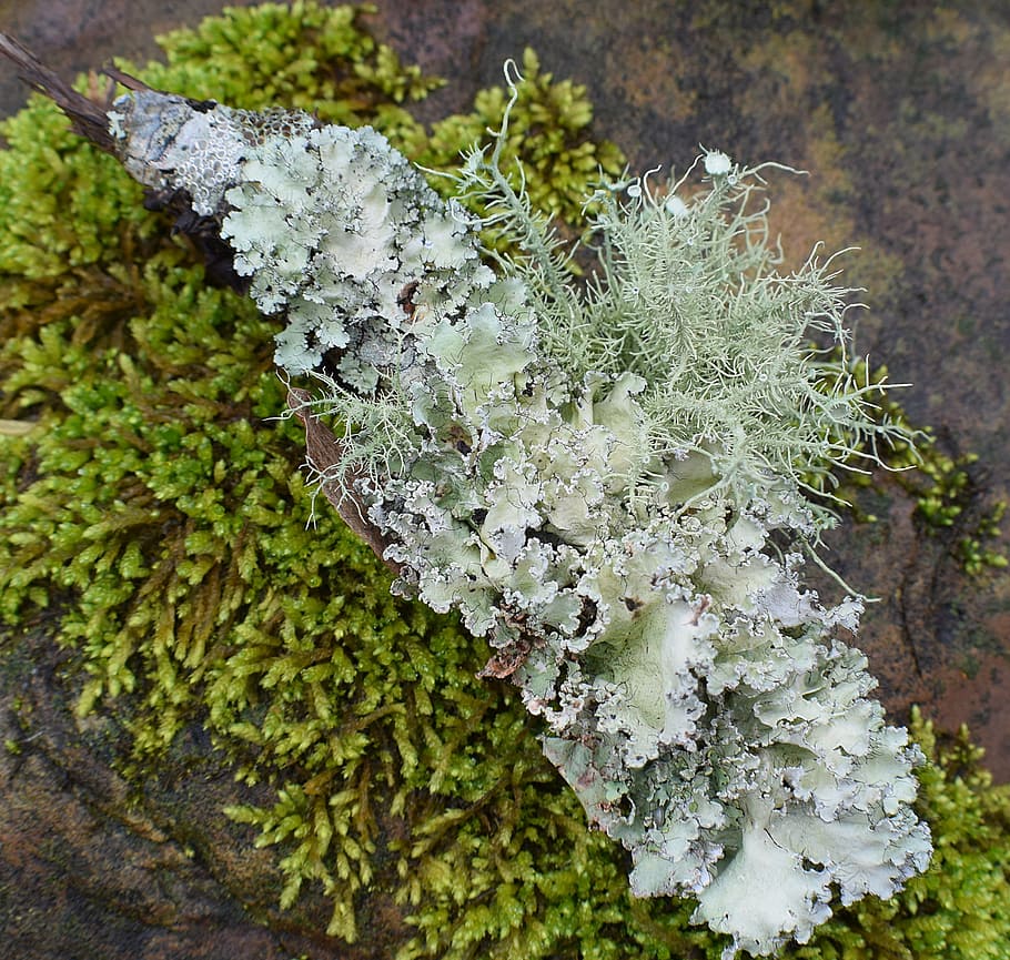 lichens with moss, symbiotic, cyanobacteria, fungi, nature