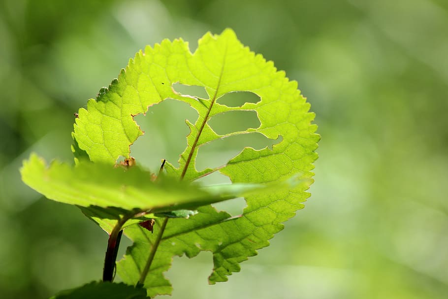leaf, tree, green, caterpillar, wood, nature, eat, green color HD wallpaper