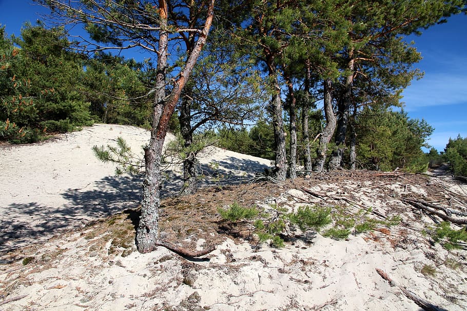 Pine Forest, Sand, Trees, coniferous tree, landscape, summer HD wallpaper