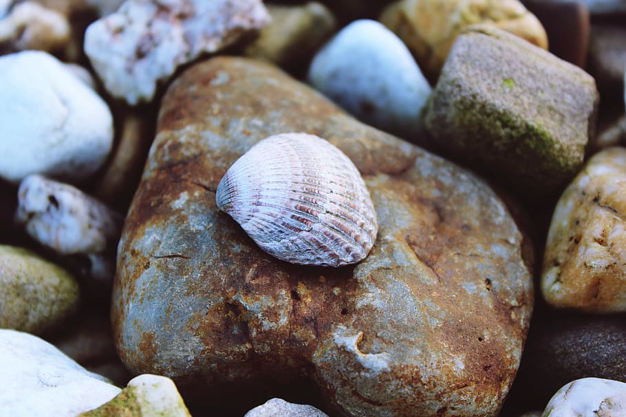 shell, stones, nature, collect, ground, close-up, large group of objects HD wallpaper
