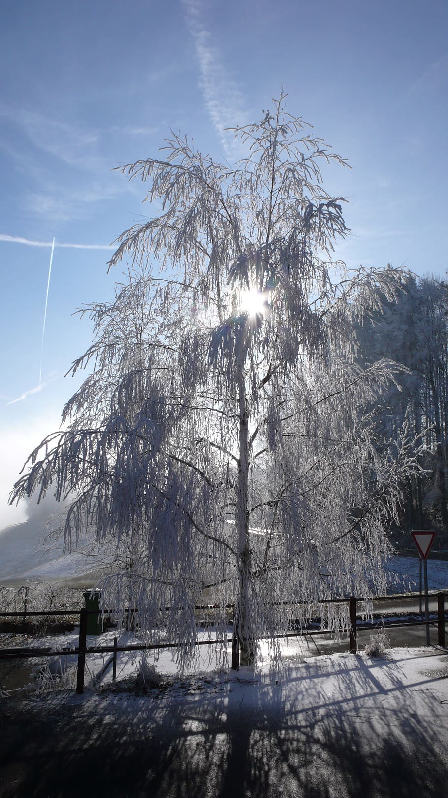 winter, tree, gel, sun, nature, frost, snow, cold, ice, landscapes HD wallpaper